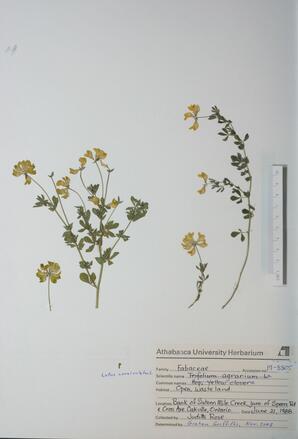 Lotus corniculatus (Bird's-foot Trefoil): Bird's-foot Trefoil