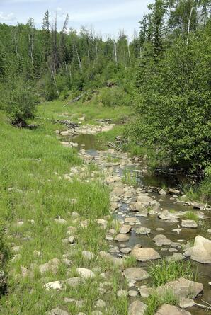 Muskeg Creek - summer