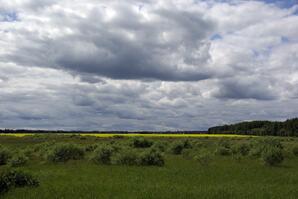Clouds, canola, willows and grass