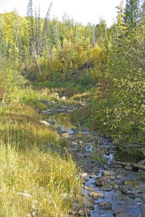 Muskeg Creek - straightened