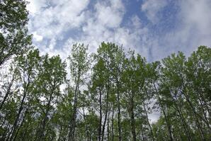 Aspen, Blue Sky and Clouds