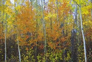 Autumn Leaves at Baptiste Lake