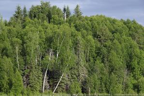 Boreal Forest at Long Lake-02