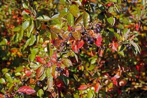 Cotoneaster Berries in the Fall