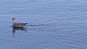Gull swimming in Lac la Biche