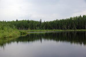 Typical Pond near Calling Lake
