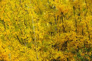 A Mass of Yellow Leaves