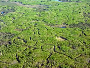 Forest Fragmentation