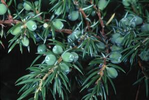 Juniper 'berries'