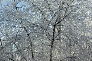 Hoarfrost at Baptiste Lake-02