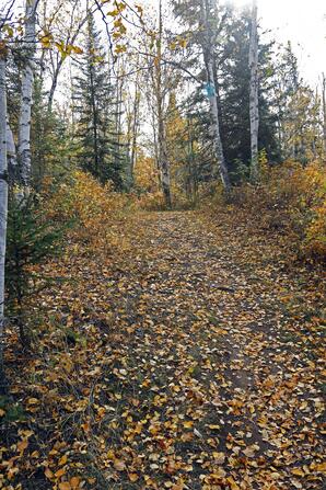 Walking Trail, Sir Winston Churchill Provincial Park, Lac la Biche-03