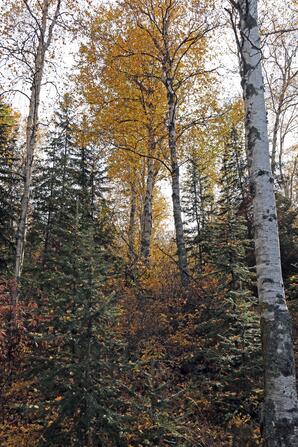 Boreal Forest in Autumn, Sir Winston Churchill Provincial Park, Lac la Biche-02