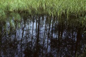 Sedge Pond with Tree Reflections