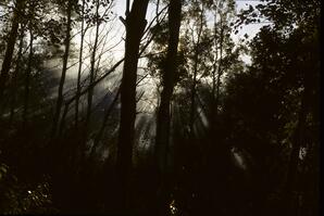 Streaming Light Through the Forest, Baptiste Lake