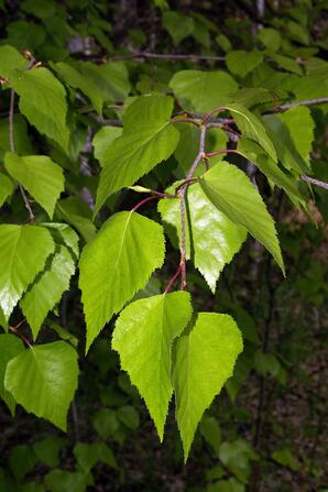Young Birch Leaves