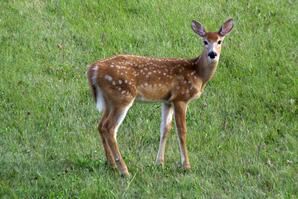 Fawn of White-tailed Deer