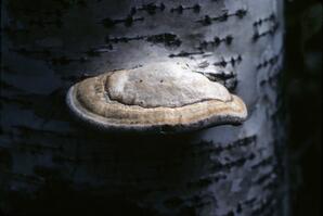 Bracket Fungus On Trembling Aspen