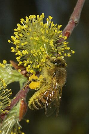 Honey bee pollinating a Willow-02
