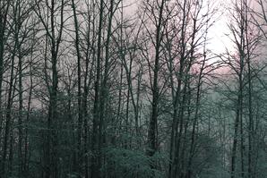 Pink Sunrise with Tree Branches