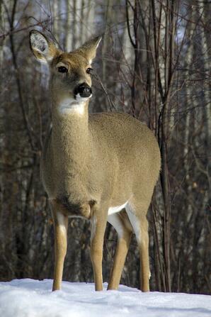 Female White-tail Deer in Winter-02