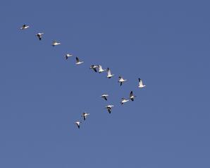 Snow Geese over Lac la Biche-01