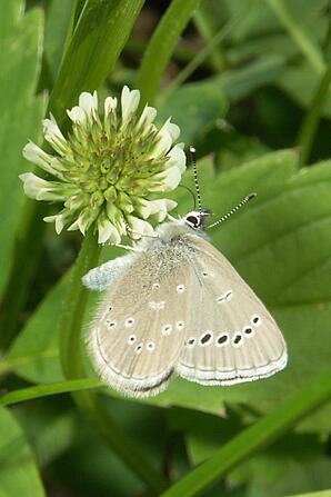 Silvery Blue Butterfly obtaining nectar from Dutch Clover