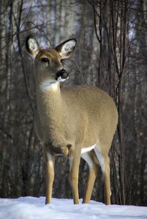 Female White-tail Deer in Winter-01
