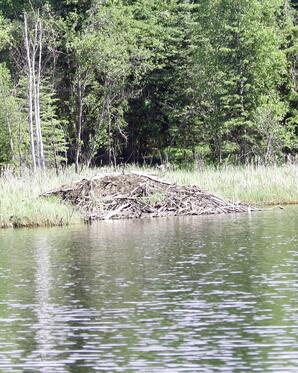 Beaver Lodge, Narrow Lake