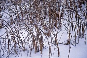 Rushes in Winter, Baptiste Lake