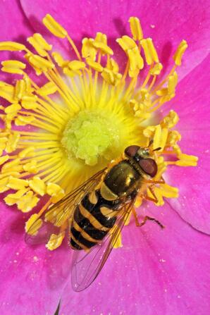 Hover fly on rose flower