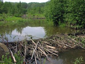 Beaver Dam on Muskeg Creek - landscape