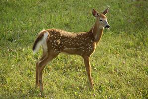 Fawn of White-tailed Deer