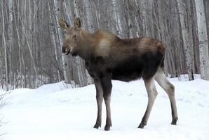Female Moose at Baptiste Lake