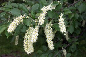 Chokecherry Blooms