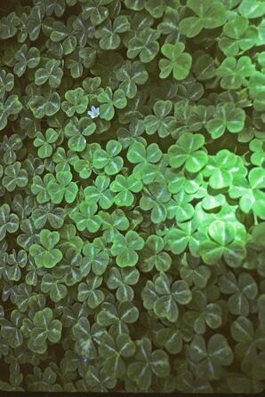 Clover Leaves with a Single Flower