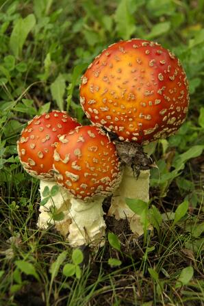 Fly Agaric Mushrooms