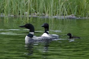 Common Loon Family, Long Lake-02