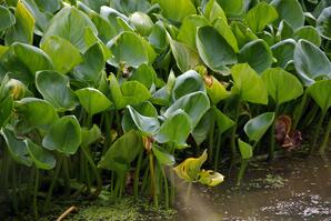 Aquatic plants along a stream near Calling Lake