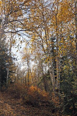 Boreal Forest in Autumn, Sir Winston Churchill Provincial Park, Lac la Biche-01