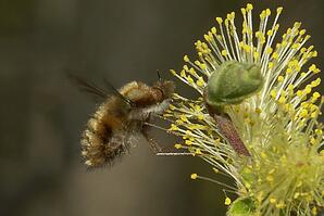 Bee fly feeding on Willow lowers