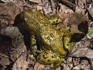 Boreal Toad