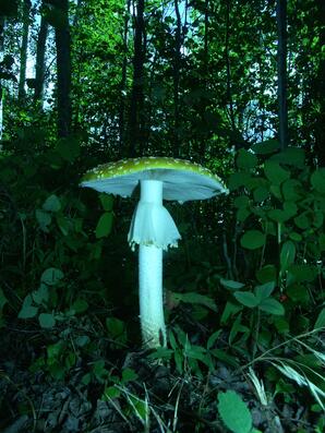 Fly Agaric Mushroom