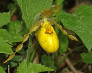Yellow Lady's Slipper Orchid