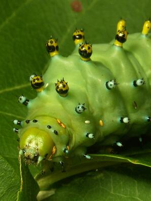 Columbia Silk Moth Caterpillar-head region