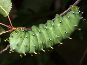 Columbia Silk Moth Caterpillar-lateral