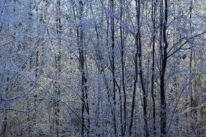 Hoarfrost at Baptiste Lake-01