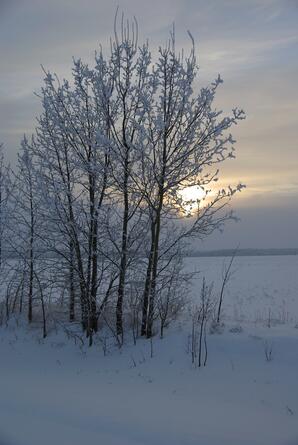 Winter Sunrise with Hoarfrost, Athabasca County-02