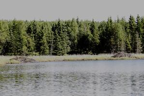 Beaver Lodges, Narrow Lake