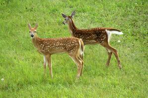 Two Spotted Fawns of White-tail Deer