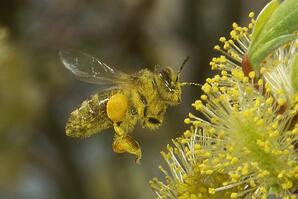 Honey bee pollinating a Willow-01